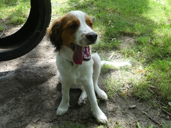 Primo Piano Simpatico Cane Olandese Kooikerhondje Seduto Terra All Aperto — Foto Stock