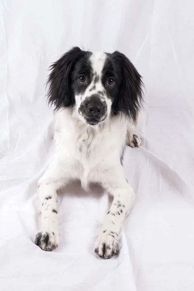 アメリカのコッカー スパニエル黒と白の色 男と呼ばれる犬は最高の友人です 美しい男性の標本 高貴で愛情 最後まで友情 — ストック写真