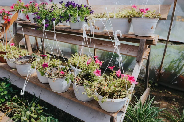 Många Krukväxter Och Blommor Växer Ett Växthus — Stockfoto