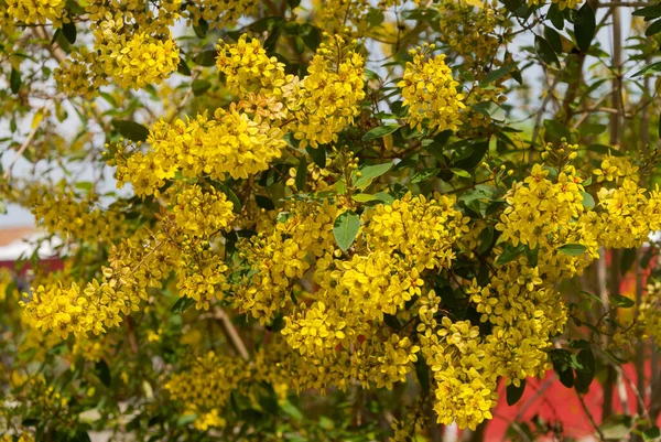 Thryallis Glauca Galphimia Arany Zuhany Sárga Virág Díszítő Virág Virág — Stock Fotó