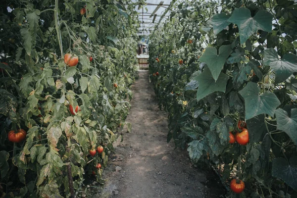 Tomatenreihen Die Einem Gewächshaus Wachsen — Stockfoto