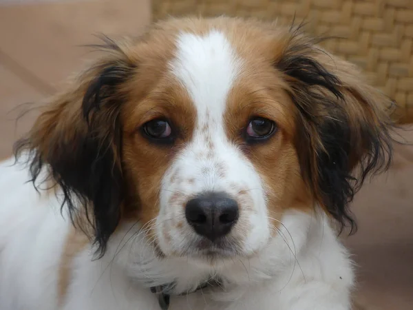 Primo Piano Simpatico Cane Olandese Kooikerhondje — Foto Stock