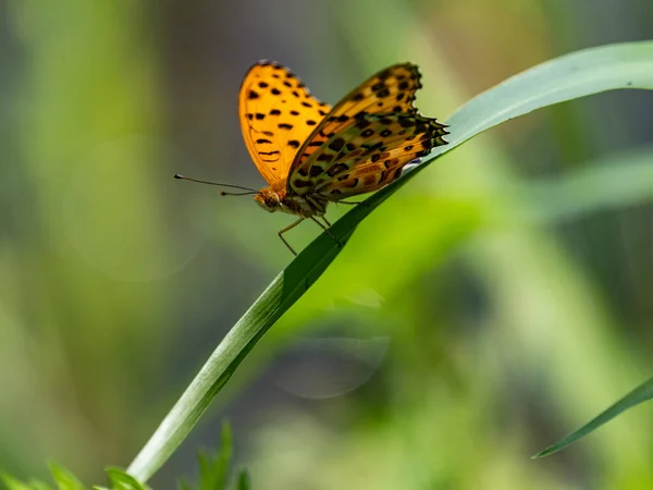 Papillon Fritillaire Tropical Coloré Sur Lame Herbe Dans Prairie — Photo