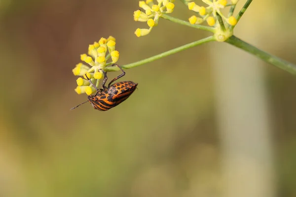 줄무늬 Graphosoma Lineatum 시실리 엔시스 빨간색 과검은 경고의 보수주의를 나타낸다 — 스톡 사진