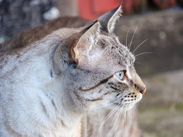 Mavi Gözlü Güzel Gri Bir Kedinin Portresi — Stok fotoğraf
