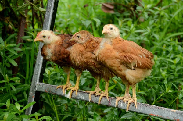 Close Bando Galinhas Marrons Vermelhas Criança Ficar Tubo Metal Sobre — Fotografia de Stock