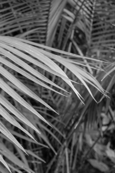 Вертикальный Снимок Растения Длинными Листьями Серой Гамме — стоковое фото