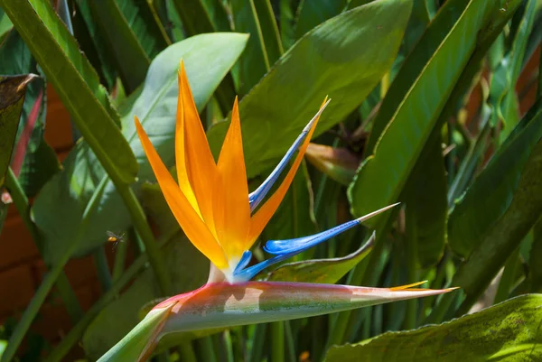 Ptak Raj Kwiat Lub Strelitzia Kwiat Oświetlony Światłem Słonecznym Organicznym — Zdjęcie stockowe