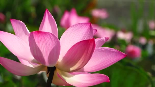 Hermosa Flor Loto Rosa Jardín — Vídeo de stock