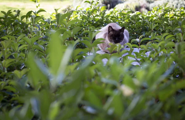 Gato Siamês Bonito Grama — Fotografia de Stock