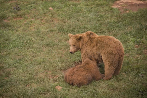 Una Hermosa Toma Oso Pardo Con Cachorro Parque —  Fotos de Stock