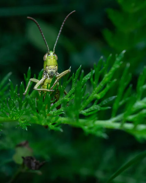Vertical Closeup Shot Grasshopper Sitting Green Tree Branch — Stock Photo, Image