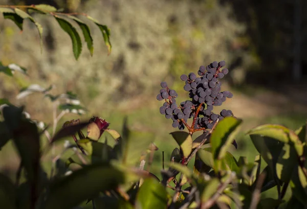 Ένας Θάμνος Mahonia Μούρα — Φωτογραφία Αρχείου