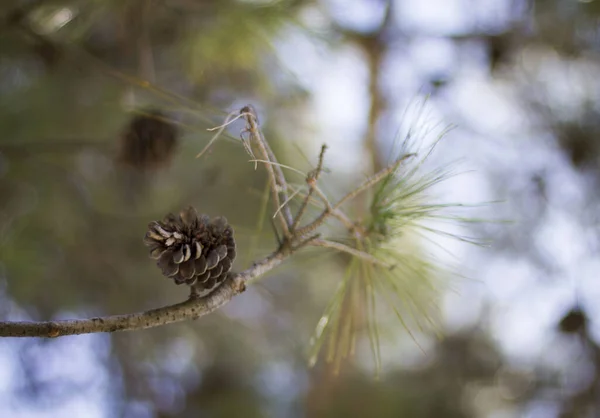 Cône Pin Sur Une Branche Arbre Printemps Madrid — Photo