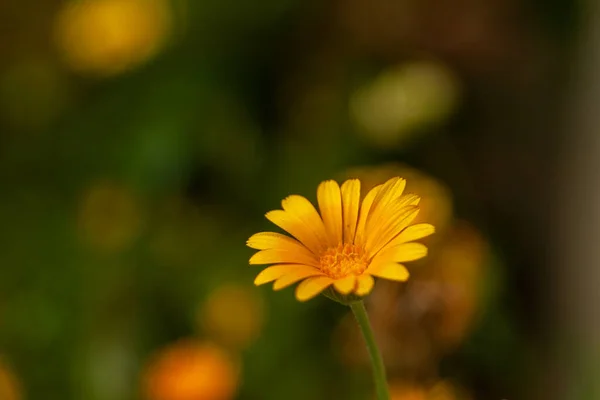 室外一朵黄菊花的宏观映像 — 图库照片