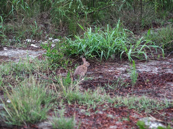 Piccolo Coniglio Nel Bosco — Foto Stock