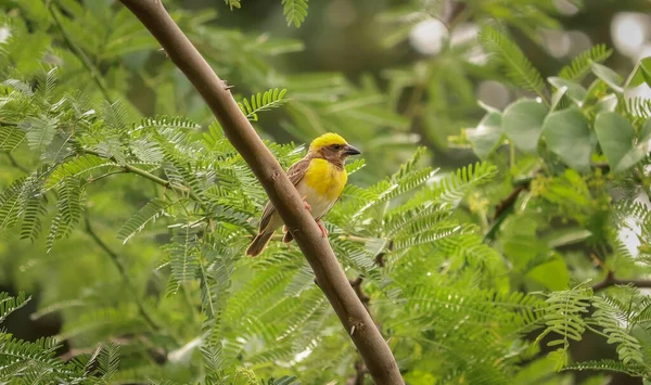 Hermoso Pájaro Palila Posado Rama Árbol — Foto de Stock