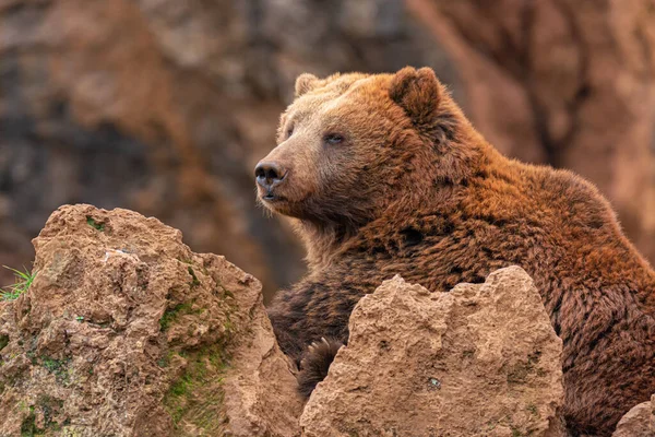 Крупним Планом Коричневий Ведмідь Скелями — стокове фото