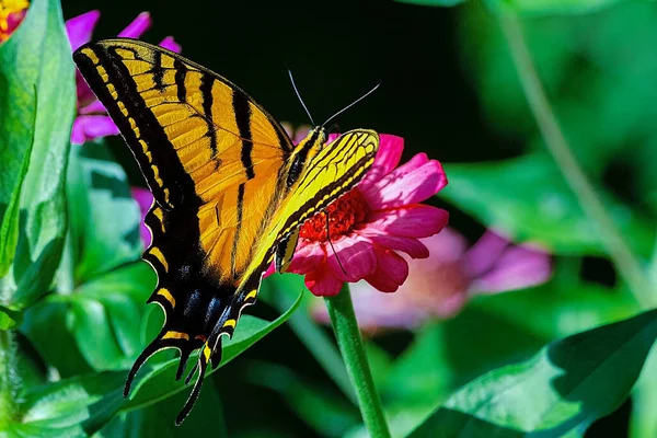 Primer Plano Tigre Occidental Swallowtail Una Flor — Foto de Stock