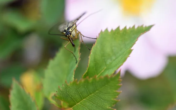 绿叶上一只普通蝎子苍蝇的特写镜头 — 图库照片