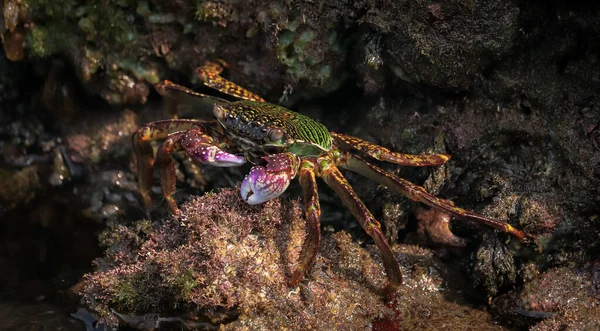 Een Close Shot Van Een Zoetwaterkrab Onder Oceaan Exotisch Zeeleven — Stockfoto