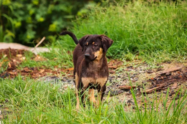 Tiro Enfoque Selectivo Perro Marrón Hierba —  Fotos de Stock