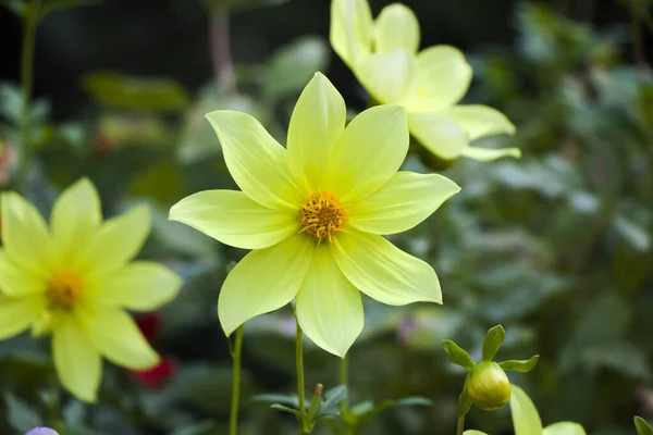 Egy Közeli Felvétel Gyönyörű Sárga Dália Virágokról Kertben — Stock Fotó