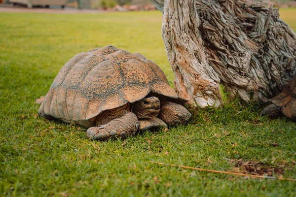 Plan Rapproché Une Tortue Luth Sur Sol Herbeux Près Arbre — Photo