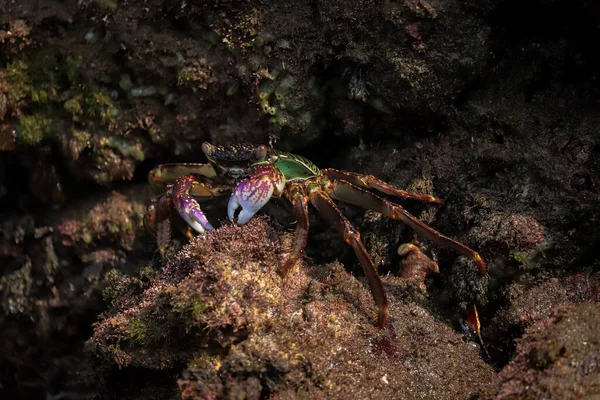 Tiro Perto Caranguejo Água Doce Debaixo Oceano — Fotografia de Stock