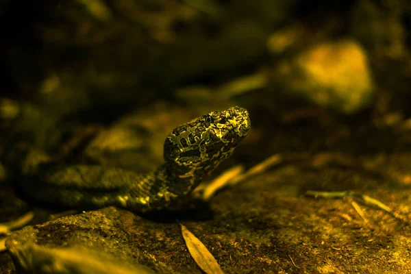 Head Snake Looking Something Attentively — Stock Photo, Image