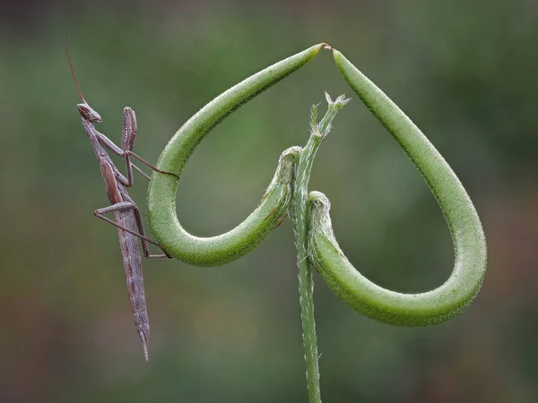 Eine Nahaufnahme Der Europäischen Gottesanbeterin Einer Herzförmigen Pflanze — Stockfoto