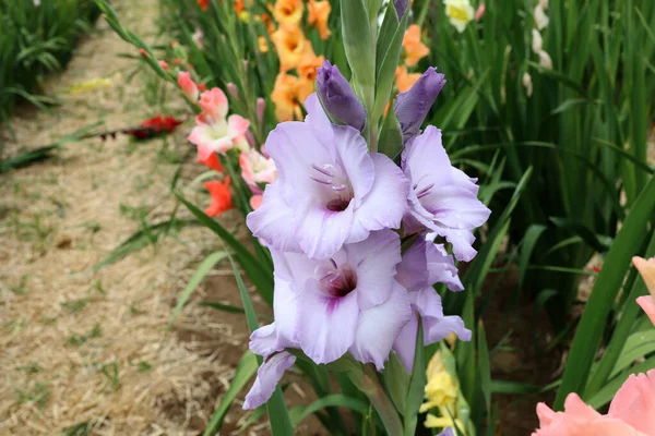 Een Purpere Natuurlijke Gladiolus Bloem Tuin — Stockfoto