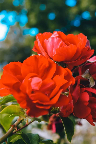 Primer Plano Flores Rojas Cultivadas Jardín — Foto de Stock