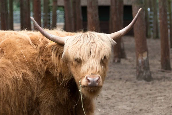 Ganado Escocés Highland Con Cuernos Largos —  Fotos de Stock