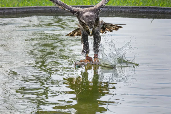 Närbild Den Gyllene Örnen Jagar Fisk — Stockfoto