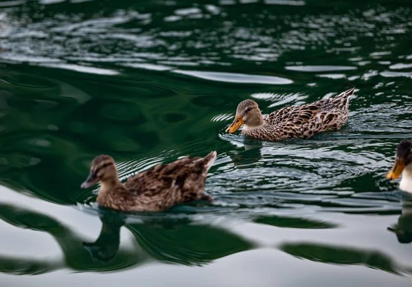 Vários Patos Reais Flutuando Lagoa — Fotografia de Stock