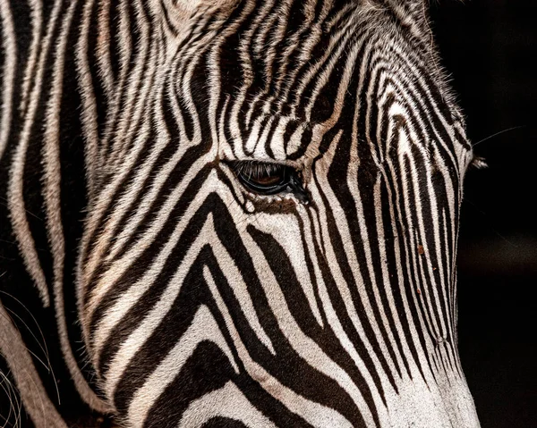 Een Close Van Het Hoofd Van Zebra — Stockfoto