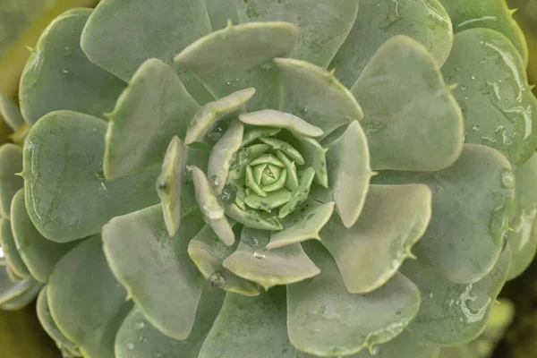 아름다운 에체베리아 식물의 — 스톡 사진