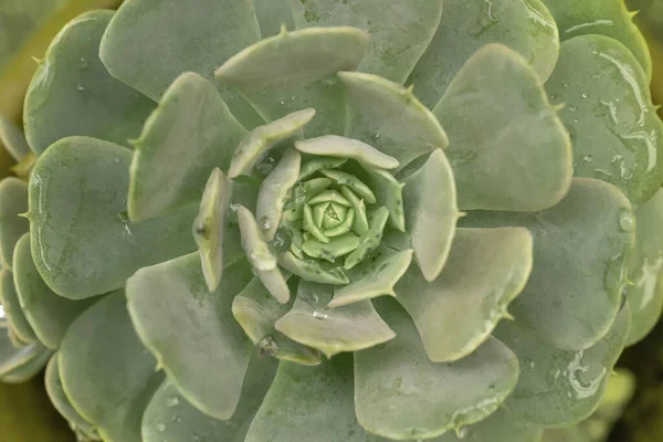 Közelkép Egy Gyönyörű Echeveria Növényről — Stock Fotó