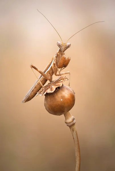 Svislé Zavření Kudlanky Rostlině — Stock fotografie