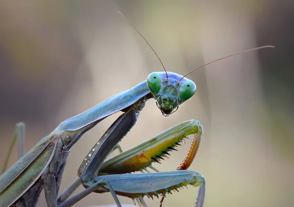 Κοντινό Πλάνο Του Mantis Religiosa Κοινή Ονομασία European Mantis — Φωτογραφία Αρχείου