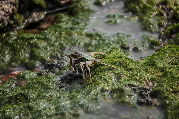 Tiro Macro Caranguejo Uma Rocha Musgosa — Fotografia de Stock