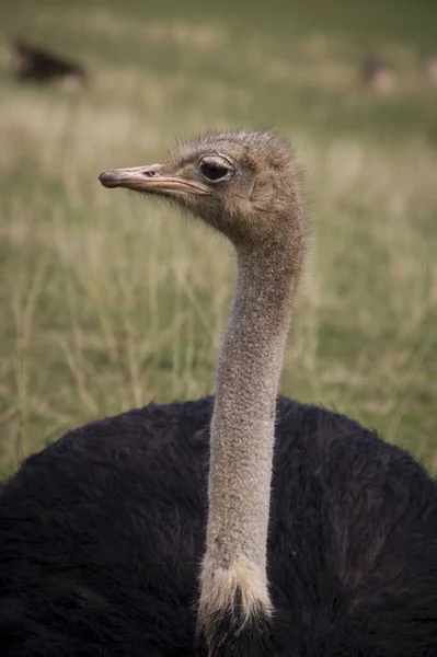 Closeup Head African Ostrich Savannah — Stock Photo, Image