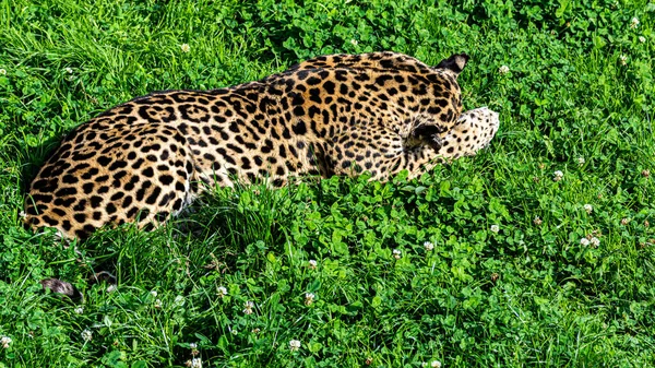 Крупный План Леопарда Лежащего Траве — стоковое фото