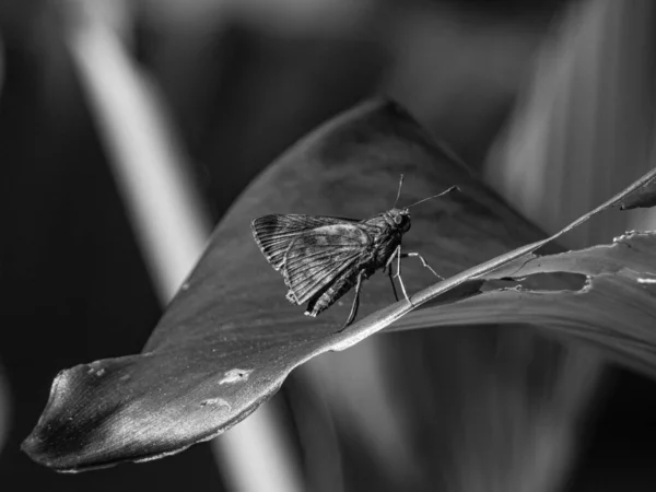 Ένα Κοντινό Πλάνο Μιας Πεταλούδας Καπετάνιου Ασημένια Στίγματα — Φωτογραφία Αρχείου