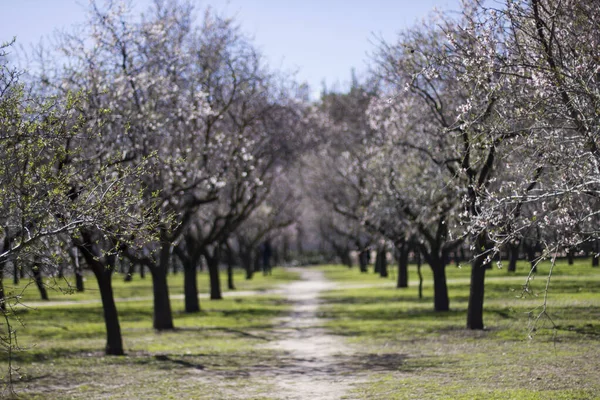 Een Prachtig Shot Van Bloeiende Bomen Een Tuin Lente Madrid — Stockfoto