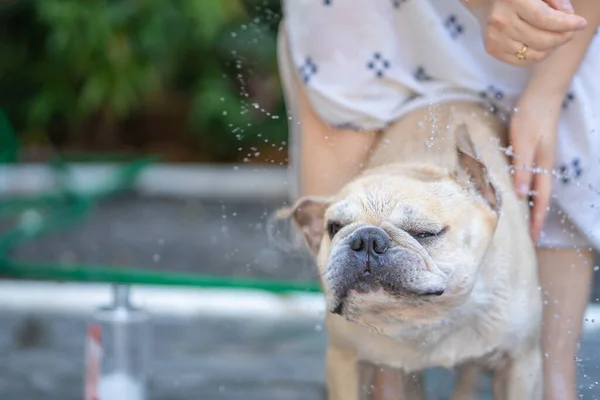 Bulldog Francês Bonito Tomando Banho Livre — Fotografia de Stock