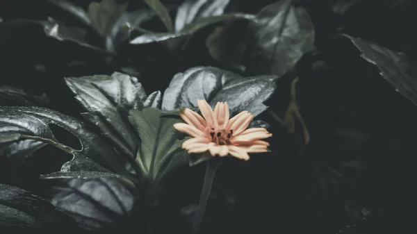 Ένα Μονόχρωμο Πλάνο Μιας Όμορφης Μαργαρίτας Στον Κήπο Αμυδρά Χρώματα — Φωτογραφία Αρχείου