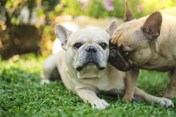 Dois Bulldogs Franceses Reunidos Parque — Fotografia de Stock