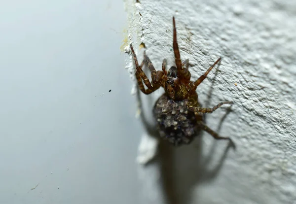 Une Méchante Araignée Sur Coin Mur Blanc — Photo